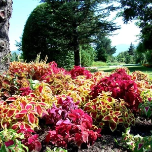 Ataturk Forest.. Istanbul&#39;s green oases