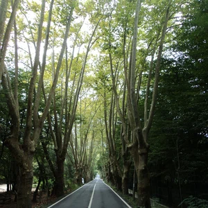 La forêt d&#39;Ataturk.. Les oasis vertes d&#39;Istanbul