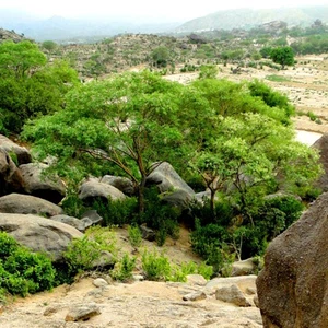 In pictures: the 10 most beautiful places for koshta in Saudi Arabia
