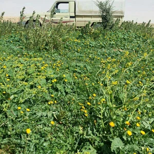 بالصور: روضة التنهات شمال الرياض .. بساط أخضر واسع يغص بملايين الأزهار