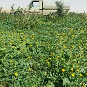 Photos : Al-Tanhat Kindergarten, au nord de Riyad. Un large tapis vert rempli de millions de fleurs