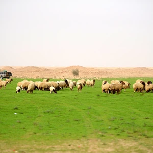 Pictures: An exploration trip to a green oasis that appeared in the middle of the Qassim desert after the rains