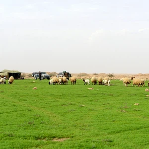 بالصور : رحلة استكشافية لواحة خضراء ظهرت وسط صحراء القصيم بعد الأمطار