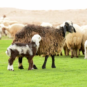 Pictures: An exploration trip to a green oasis that appeared in the middle of the Qassim desert after the rains