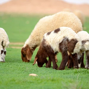 Pictures: An exploration trip to a green oasis that appeared in the middle of the Qassim desert after the rains