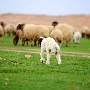 Pictures: An exploration trip to a green oasis that appeared in the middle of the Qassim desert after the rains