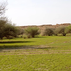 Photos : Un voyage d&#39;exploration dans une oasis de verdure apparue au milieu du désert de Qassim après les pluies