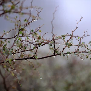 Photos : Un voyage d&#39;exploration dans une oasis de verdure apparue au milieu du désert de Qassim après les pluies