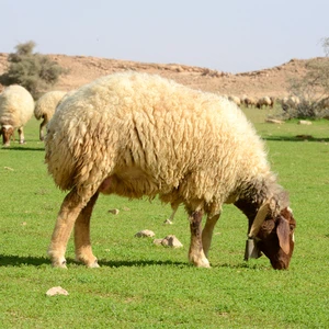 Pictures: An exploration trip to a green oasis that appeared in the middle of the Qassim desert after the rains