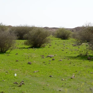 بالصور : رحلة استكشافية لواحة خضراء ظهرت وسط صحراء القصيم بعد الأمطار