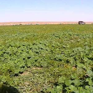 بالصور : الصحراء ما بين حائل و رفحاء ترتدي لون الربيع الأخضر بعد موجة الامطار