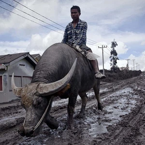 اندونيسي يركب على ثوره مغادراً القرية