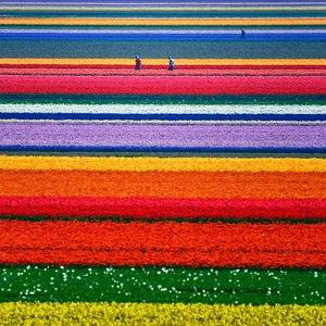 مزارع أزهار التوليب في هولندا