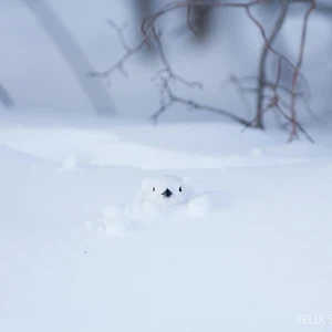 طائر مطمور بالثلوج - تصوير فيليكس سميث