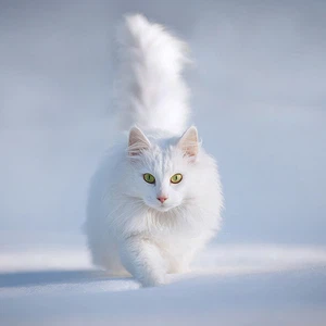 قط مُنطلق فوق الثلوج - تصوير إيسمي بريكسوس
