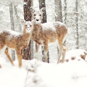 بالصور: 15 لقطة ساحرة للحيوانات وسط الثلوج