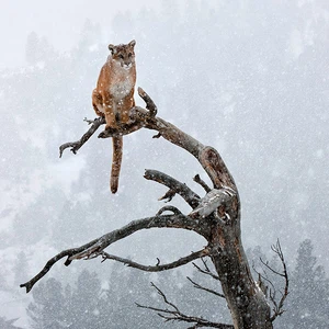 بالصور: 15 لقطة ساحرة للحيوانات وسط الثلوج