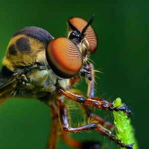 الصور المُلتقطة هي لحشرات كثيرة و متنوعة