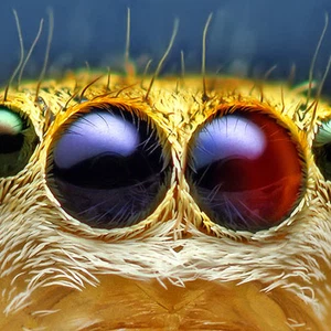 عيون أنثى العنكبوت القفّاز