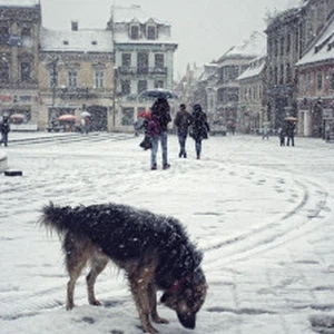 الثلوج جاءت مُبكراً في رومانيا هذا العام