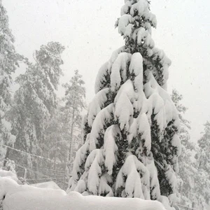 أشجار مطمورة تحت سنتيمترات ثقيلة من الثلج