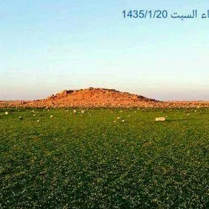 الصحراء ما بين حائل و رفحاء ترتدي لون الربيع الأخضر بعد موجة الامطار