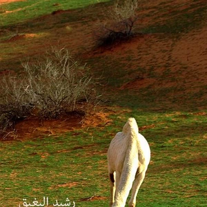 غطاء ربيعي أخضر بعد نزول الخيرات و الأمطار