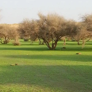 بالصور : الصحراء ما بين حائل و رفحاء ترتدي لون الربيع الأخضر بعد موجة الامطار