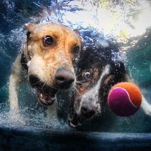 كلب يحاول الإمساك بالكرة تحت الماء