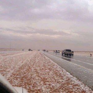 بردية في منطقة حزم الجلاميد