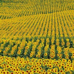 أكثر من 30% من مساحة رومانيا هي من الاراضي الزراعية