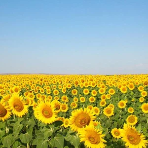 تنتج رومانيا سنوياً ما يقارب 2 مليون طن من بذور دوار الشمس