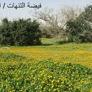 Photos : Al-Tanhat Kindergarten, au nord de Riyad. Un large tapis vert rempli de millions de fleurs