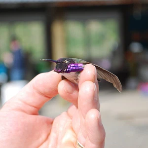 تعرف بالصور على أصغر طائر في العالم.. طائر النحلة الطنان