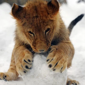 بالصور.. الحيوانات تتكيف مع الطقس البارد وتلهو بالثلوج