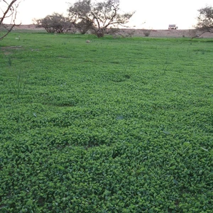 In pictures: Wadi Al-Hajrah in Al-Baha turns from a barren desert into a green paradise after the rains