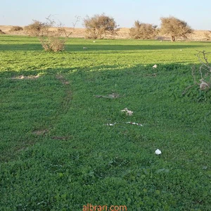 En images: Wadi Al-Hajrah à Al-Baha passe d&#39;un désert aride à un paradis vert après les pluies