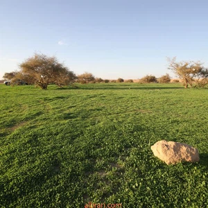 بالصور: وادي الحجرة بالباحة يتحول من صحراء قاحلة إلى جنة خضراء بعد الامطار