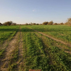 In pictures: Wadi Al-Hajrah in Al-Baha turns from a barren desert into a green paradise after the rains