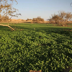 En images: Wadi Al-Hajrah à Al-Baha passe d&#39;un désert aride à un paradis vert après les pluies