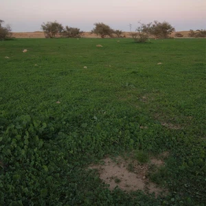 En images: Wadi Al-Hajrah à Al-Baha passe d&#39;un désert aride à un paradis vert après les pluies