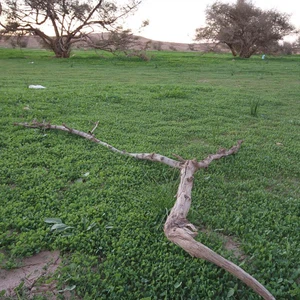 بالصور: وادي الحجرة بالباحة يتحول من صحراء قاحلة إلى جنة خضراء بعد الامطار