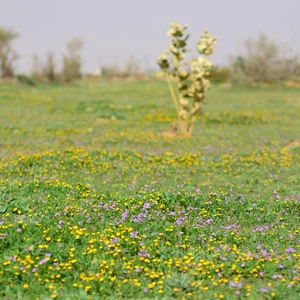 بالصور: مشاهد رائعة من براري شمال الرياض وأجواء مثالية للمكشات والكشتات 