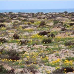 The kingdom&#39;s deserts are fragrant with the scent of lavender, covered in spring plants