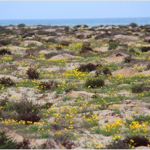 Les déserts du royaume sont parfumés du parfum de la lavande, recouverts de plantes printanières