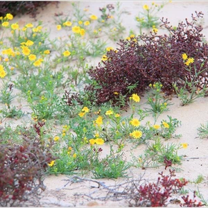 The kingdom&#39;s deserts are fragrant with the scent of lavender, covered in spring plants