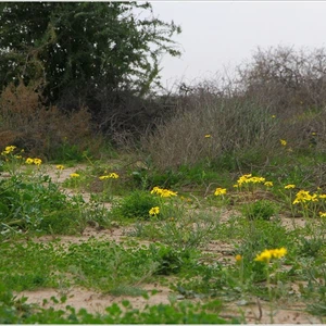 The kingdom&#39;s deserts are fragrant with the scent of lavender, covered in spring plants