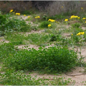 The kingdom&#39;s deserts are fragrant with the scent of lavender, covered in spring plants