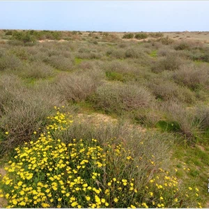 The kingdom&#39;s deserts are fragrant with the scent of lavender, covered in spring plants