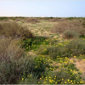 The kingdom&#39;s deserts are fragrant with the scent of lavender, covered in spring plants